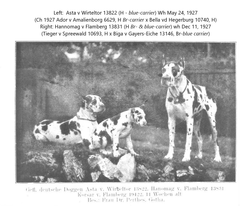 Asta v Wirteltor